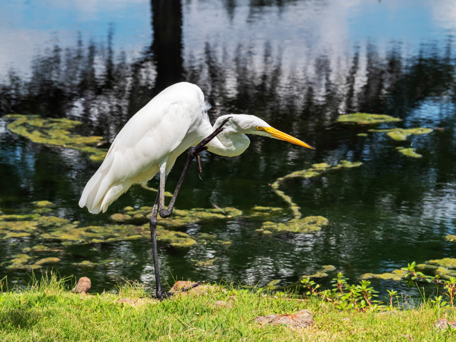 Egret